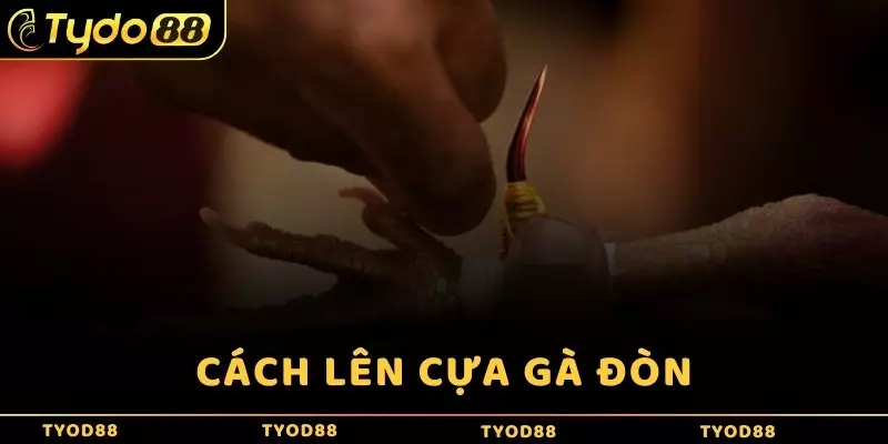 Cách lên cựa gà đòn