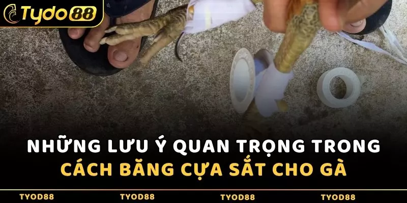 Những lưu ý quan trọng trong cách băng cựa sắt cho gà